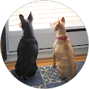 tessa daisey profile picture